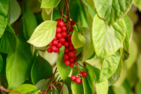 Schisandra Blumensamen zur Aussaat Drought verträglich Traditionssorte & ohne Gentechnik Samen Hausgarten
