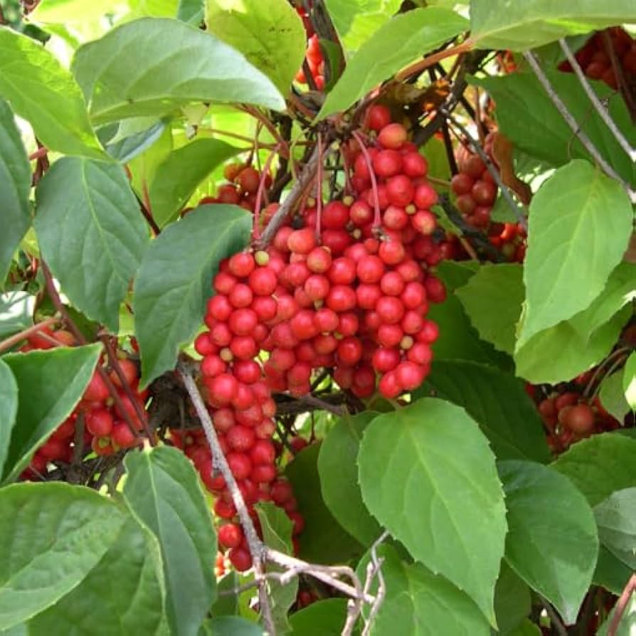 Schisandra Samen showing white fragrant Blumen on climbing vine