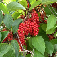Schisandra Samen showing white fragrant Blumen on climbing vine
