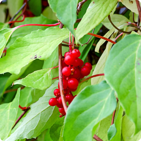 Schisandra Samen Schisandra chinensis Wu-wei-zi hardy climbing vine with red berries