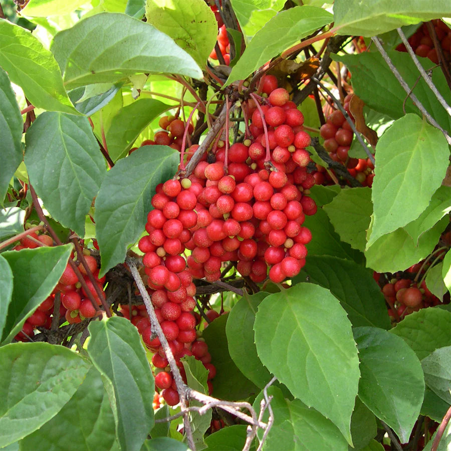 Schisandra Blumensamen zur Aussaat Drought verträglich Traditionssorte & ohne Gentechnik Samen Hausgarten