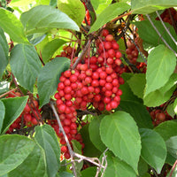 Schisandra Blumensamen zur Aussaat Drought verträglich Traditionssorte & ohne Gentechnik Samen Hausgarten