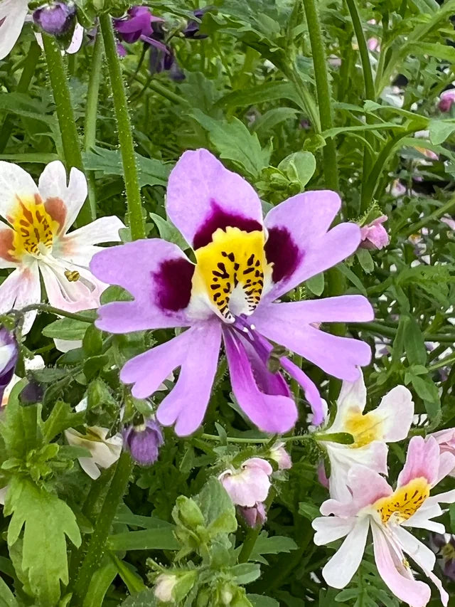 Lila Schizanthus Blumensamen zur Aussaat – Drought verträglich – Traditionssorte & ohne Gentechnik Samen Hausgarten