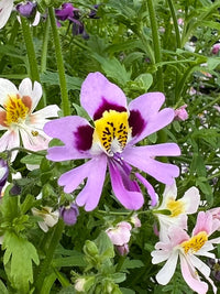 Lila Schizanthus Blumensamen zur Aussaat – Drought verträglich – Traditionssorte & ohne Gentechnik Samen Hausgarten