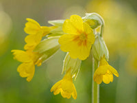 Clear Schlüsselblume Samen Gelb Blumen