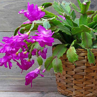 Schlumbergera christmas cactus with lila blumen