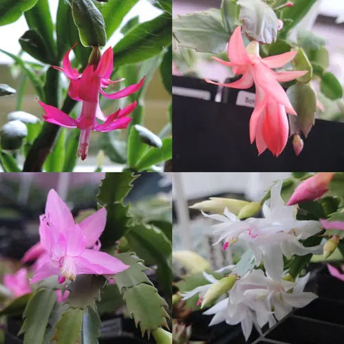 Rainbow schlumbergera wachsend in hanging topf