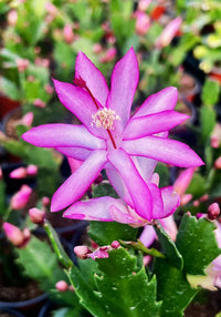 Lila schlumbergera blumen wachsend in hanging töpfen