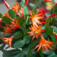 Zygocactus Pfirsichfarben Blumensamen zur Aussaat – pflegeleicht – Traditionssorte & ohne Gentechnik Samen Hausgarten