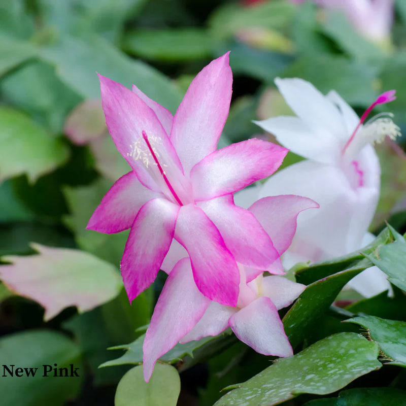 Gelb schlumbergera pflanzen in töpfen