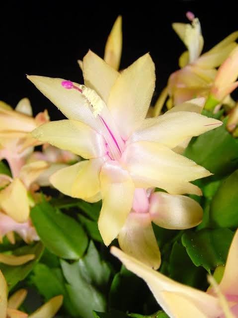 Gelb schlumbergera samen for containers and windowsills

