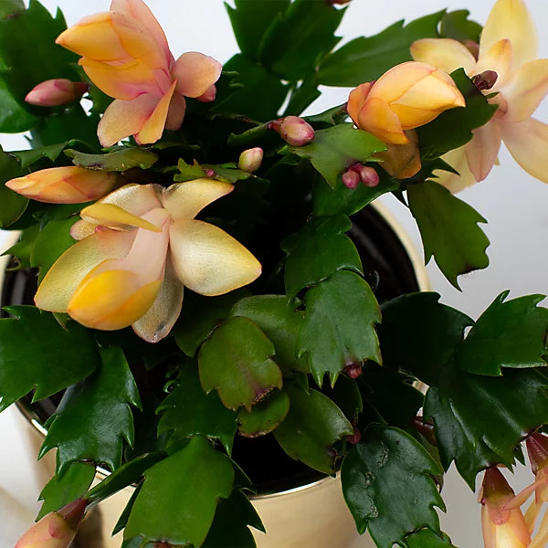 Gelb schlumbergera samen for vibrant indoor blooms
