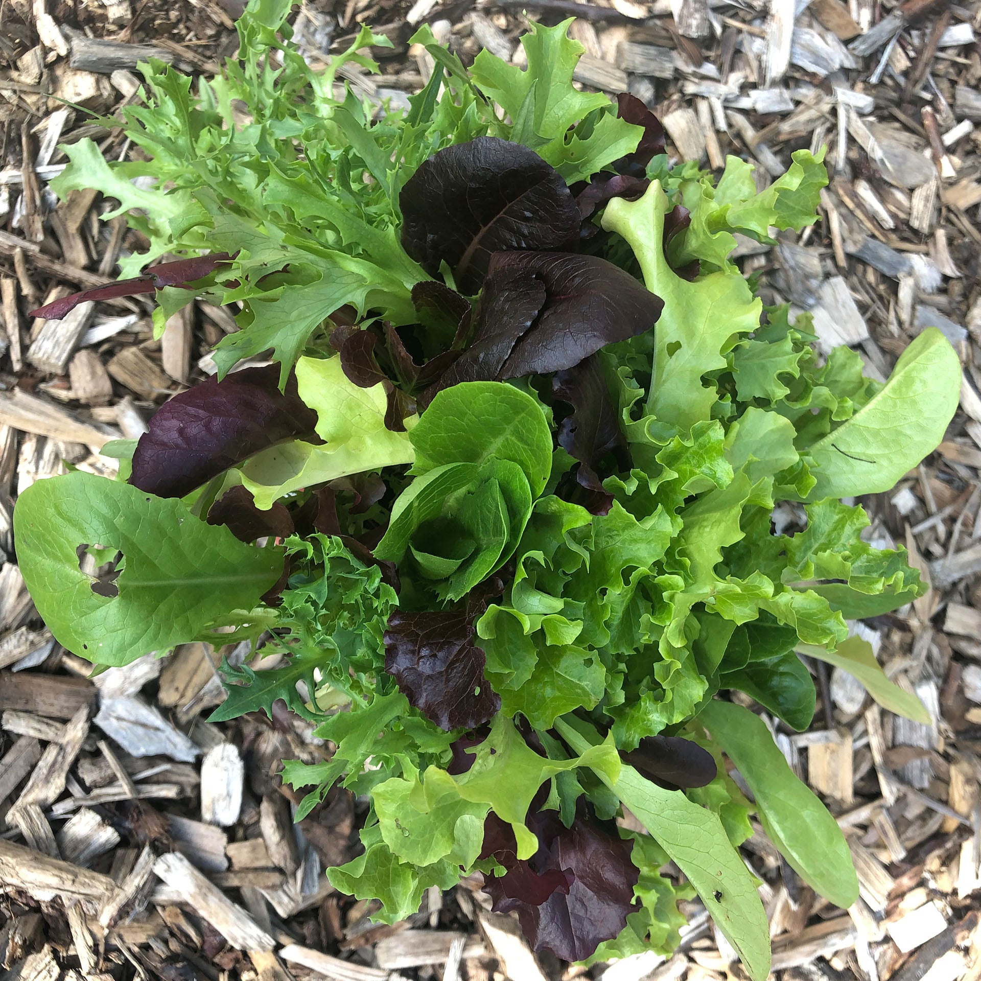 Mixed Gourmet Gemüse Planting Samen
