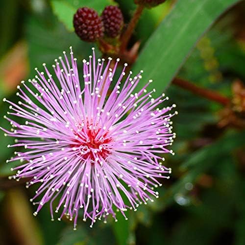 Schrankia flowering uncinata samen for anpflanzung
