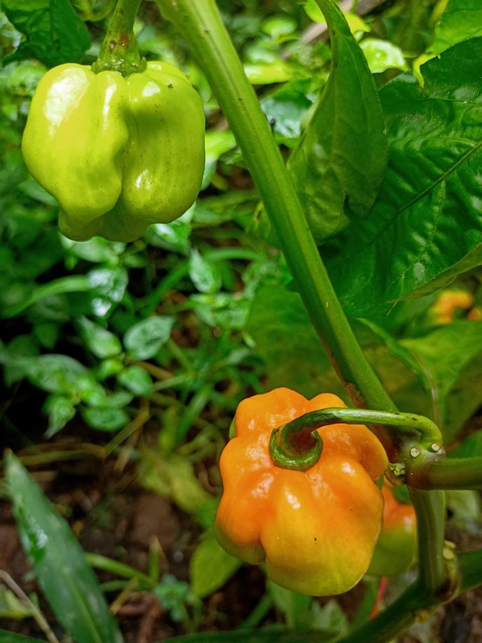 Premium Bonnet Gemüsesamen - Easy Planting Guide Included