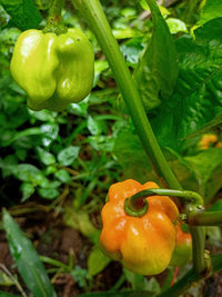 Premium Bonnet Gemüsesamen - Easy Planting Guide Included
