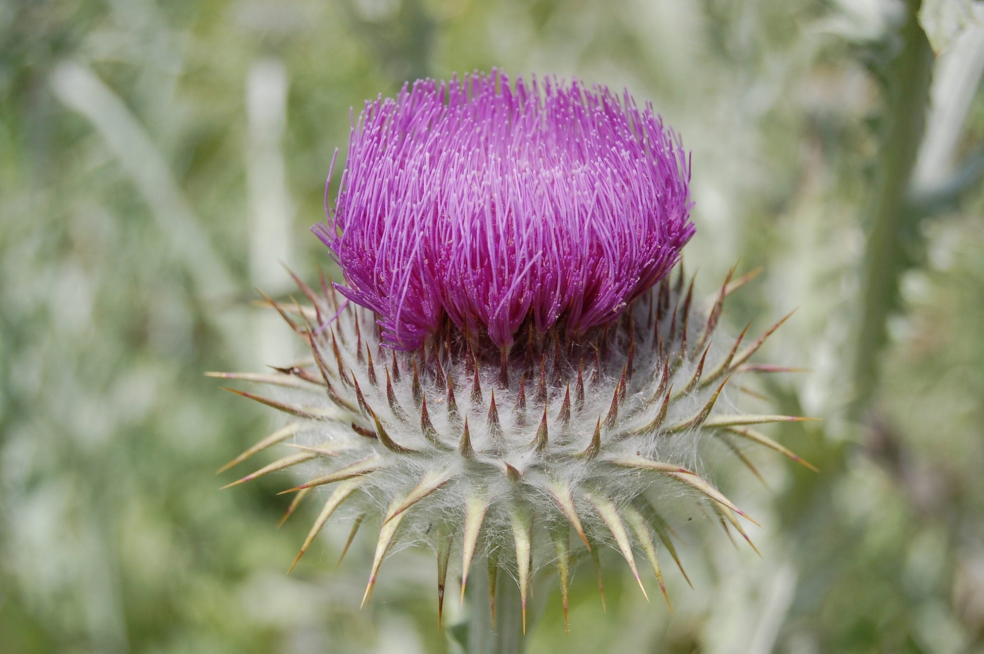 Scotch thistle blumen blooming in sunny garten