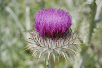 Scotch thistle blumen blooming in sunny garten