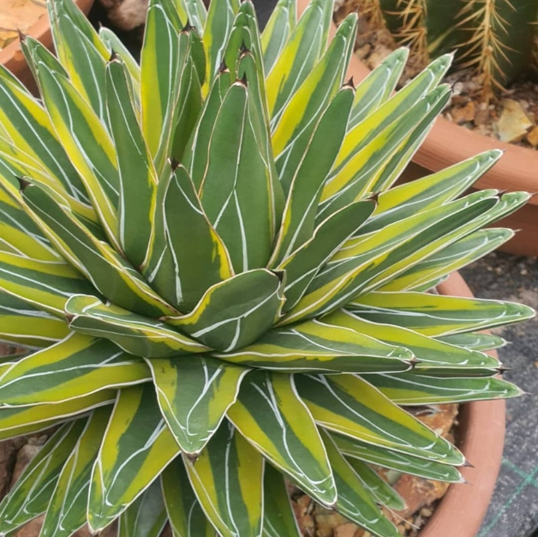 Grün Victoria Agave Utahensis Blumensamen zur Aussaat – farbenfroh Schau – Traditionssorte & ohne Gentechnik Samen Hausgarten