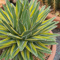 Grün Victoria Agave Utahensis Blumensamen zur Aussaat – farbenfroh Schau – Traditionssorte & ohne Gentechnik Samen Hausgarten