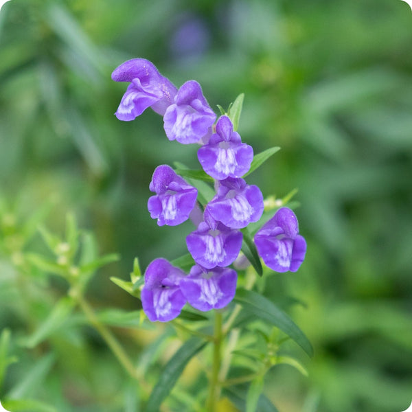 Scullcap Samen Scutellaria lateriflora native blue Blumen