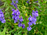 Blau Scutellaria Baicalensis Blumensamen zur Aussaat – pflegeleicht – Traditionssorte & ohne Gentechnik Samen Hausgarten