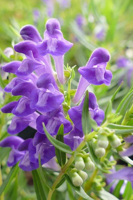 Lila Scutellaria Samen mehrjährig Aussaat