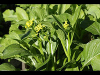 Choy Sum Gemüsesamen for Quick and Easy Growth
