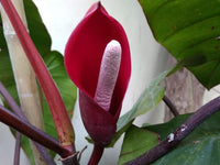 Philodendron Blumensamen zur Aussaat – Halbschatten verträglich – Traditionssorte & ohne Gentechnik Samen Hausgarten