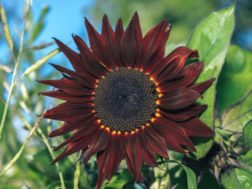 Bordeaux Sonnenblume Samen ideal zur Aussaat