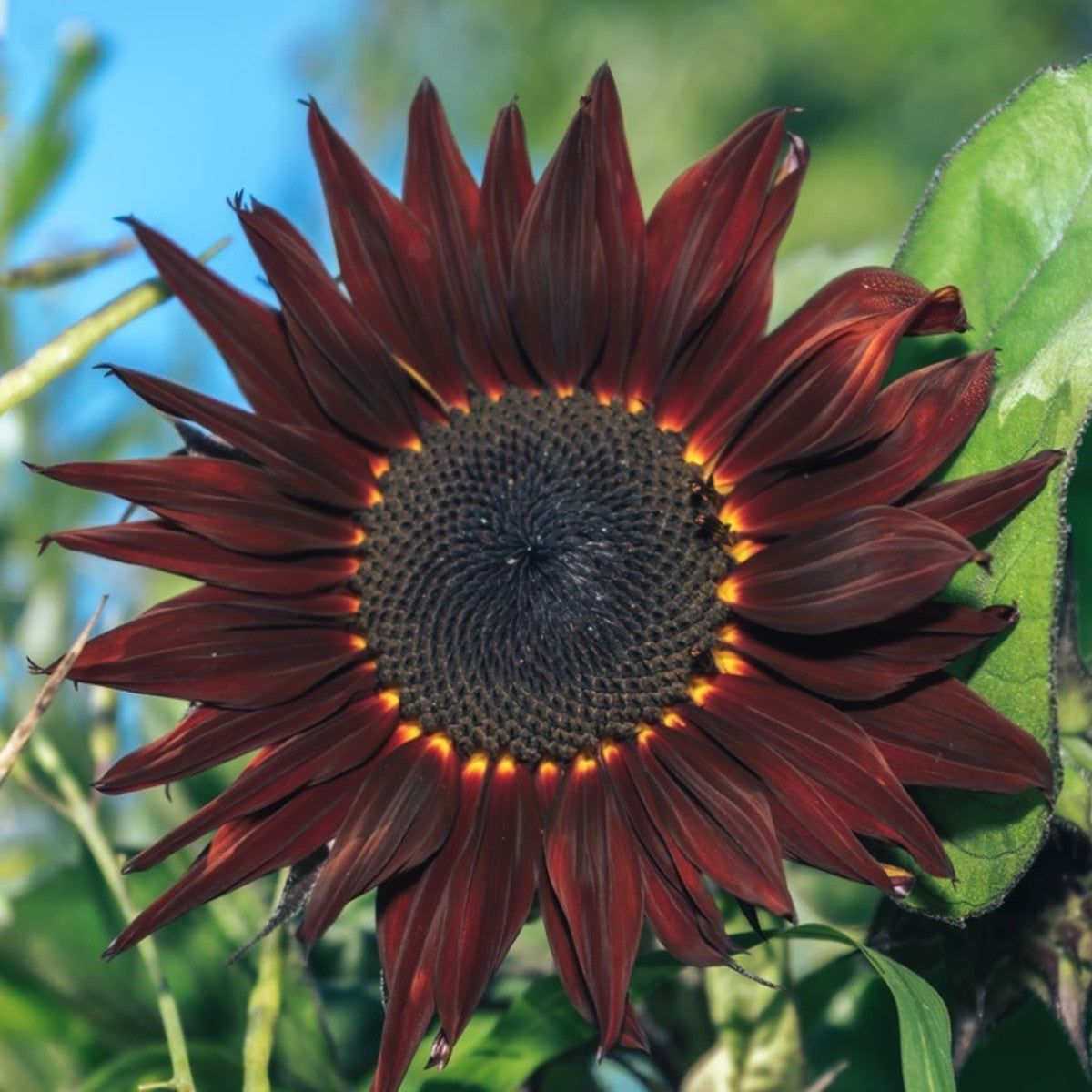 Marron Sonnenblume Blumensamen zur Aussaat leuchtend Traditionssorte & ohne Gentechnik Samen Hausgarten
