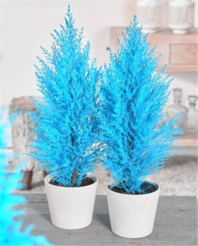 Sea blau cypress platycladus foliage for garten decoration