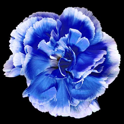 Sea blau dianthus blume samen for elegant garten anpflanzung
