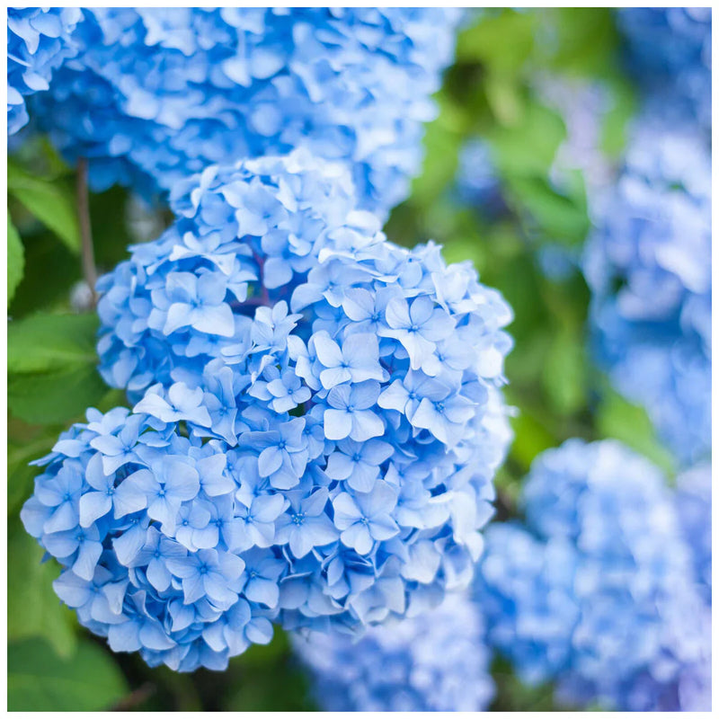 Sea blau hydrangea blume samen