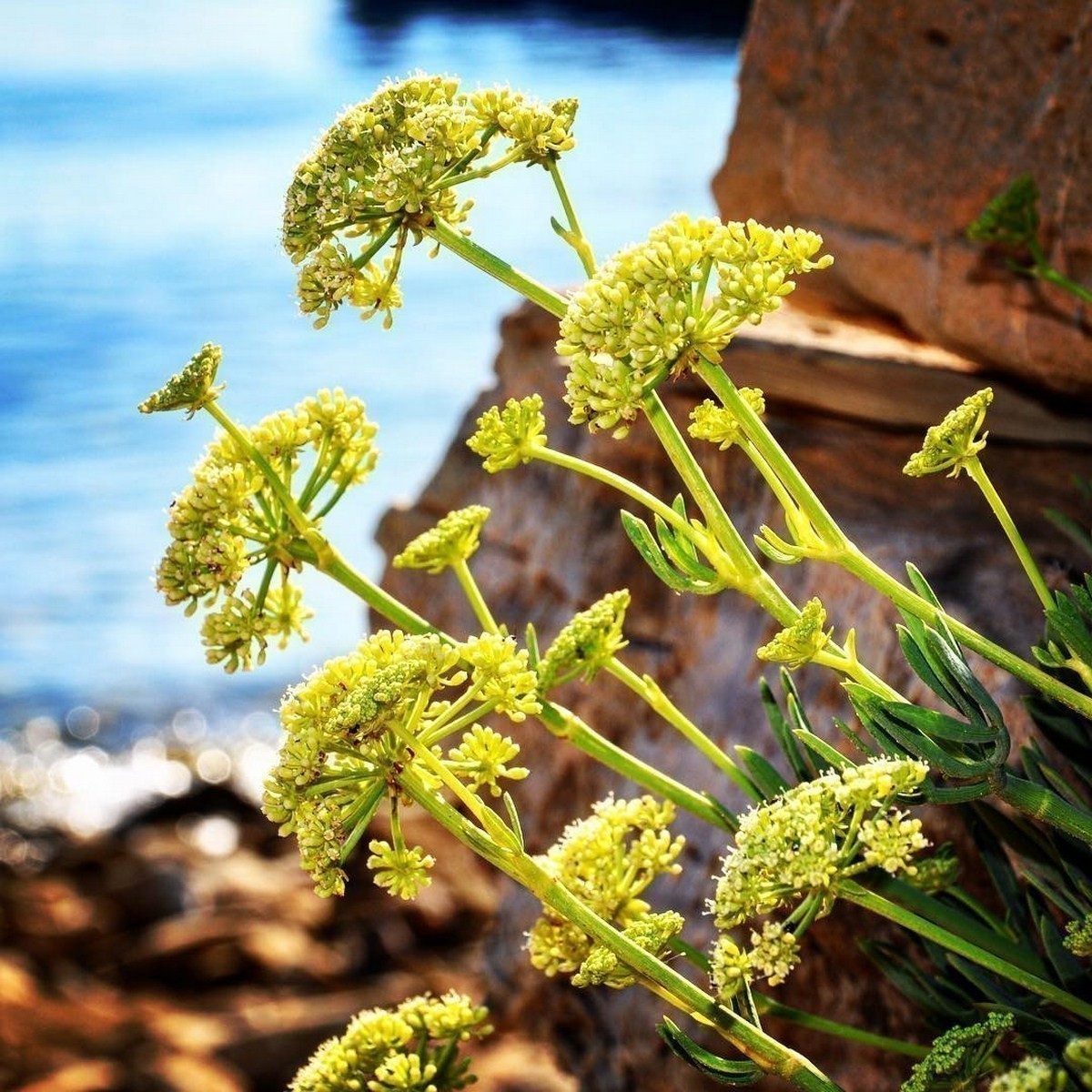Rock Samphire Kraut with essbar leaves and Blumen