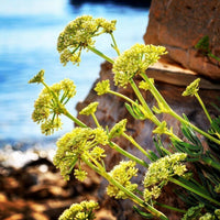 Rock Samphire Kraut with essbar leaves and Blumen