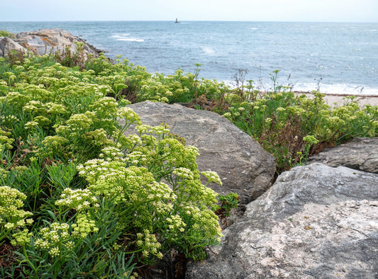 Sea Fennel Pflanze with succulent leaves and yellow Blumen