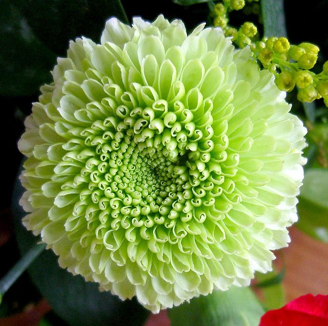 Sea grün dahlia blume samen for anpflanzung