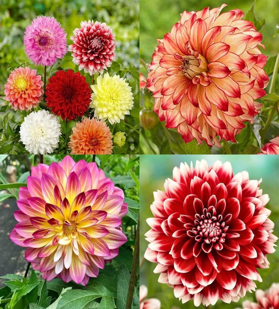 Sea grün dahlia blume samen for anpflanzung