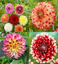 Sea grün dahlia blume samen for anpflanzung