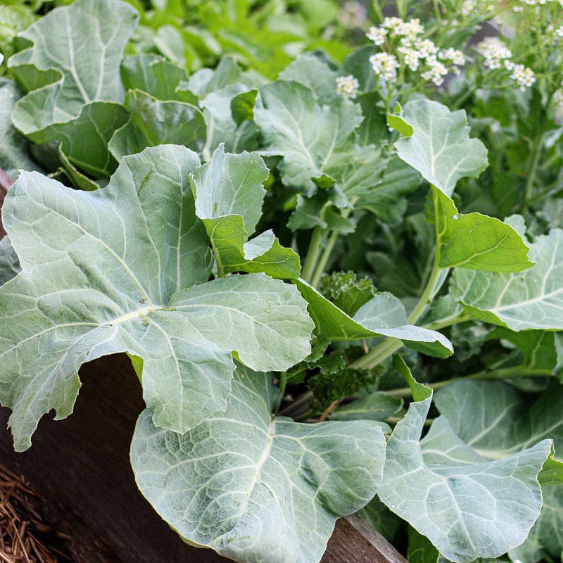 Semi di cavolo marino da piantare