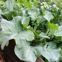 Sea Kale Gemüse Samen zum Pflanzen