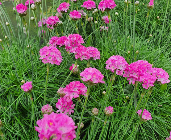 Mature Sea Thrift Pflanze Blooming with Pink Blumen