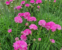 Mature Sea Thrift Pflanze Blooming with Pink Blumen