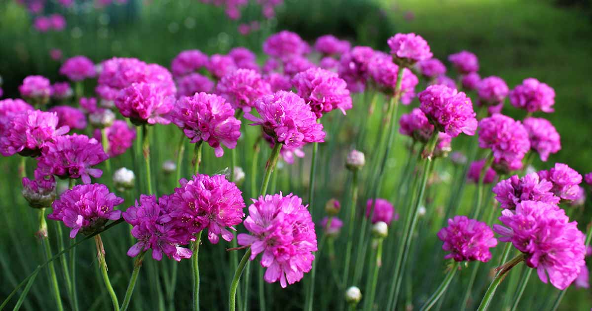 Sea Thrift Seedlings Anbau in Sandy Soil