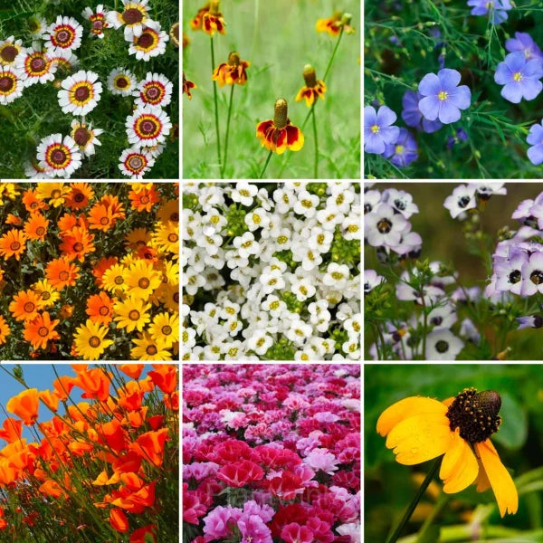 Four seasons blumen in vibrant garten display