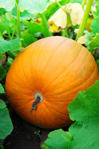 Pumpkin samen für seasonal home gardening