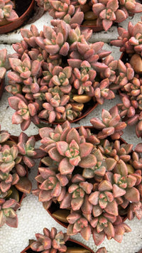 Sedum Succulent Bordeaux Aussaat – Samen robust und farbenfroh Wuchs – ideal einzigartig
