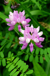 Rosa Crownvetch Blumensamen zur Aussaat – Landhaus Garten wichtig – Traditionssorte & ohne Gentechnik Samen Hausgarten