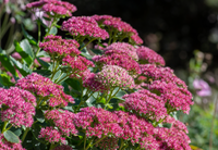 Gemischt Sedum Blumensamen zur Aussaat – Schnitt Blume beliebt – Traditionssorte & ohne Gentechnik Samen Hausgarten
